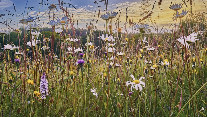 Lessons from Yozma for UK conservation